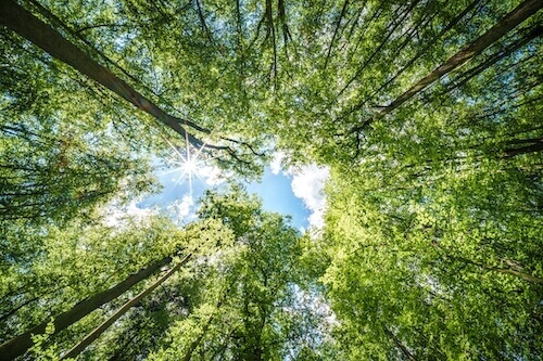 La forêt : poumon vert de votre épargne